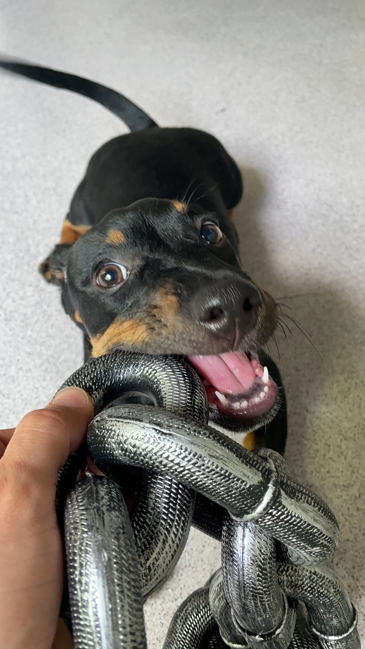 Simulated Chain Traction Rope - PetsLoveStory®