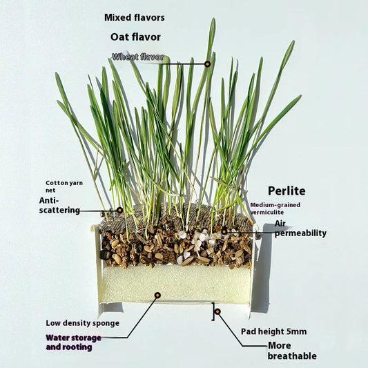 Organic Cat Grass - PetsLoveStory®