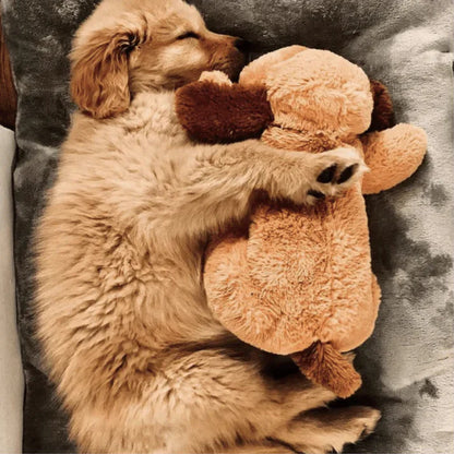Chip Snuggle Buddy® - PetsLoveStory®