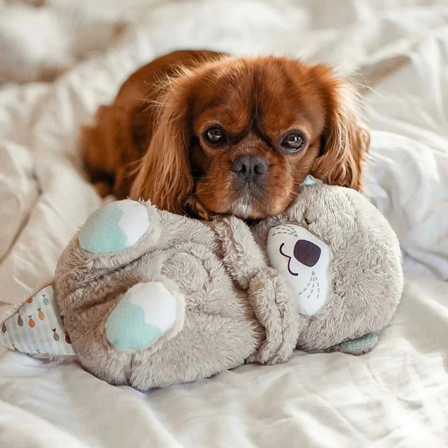 PetsLoveStory® Buddy - PetsLoveStory®