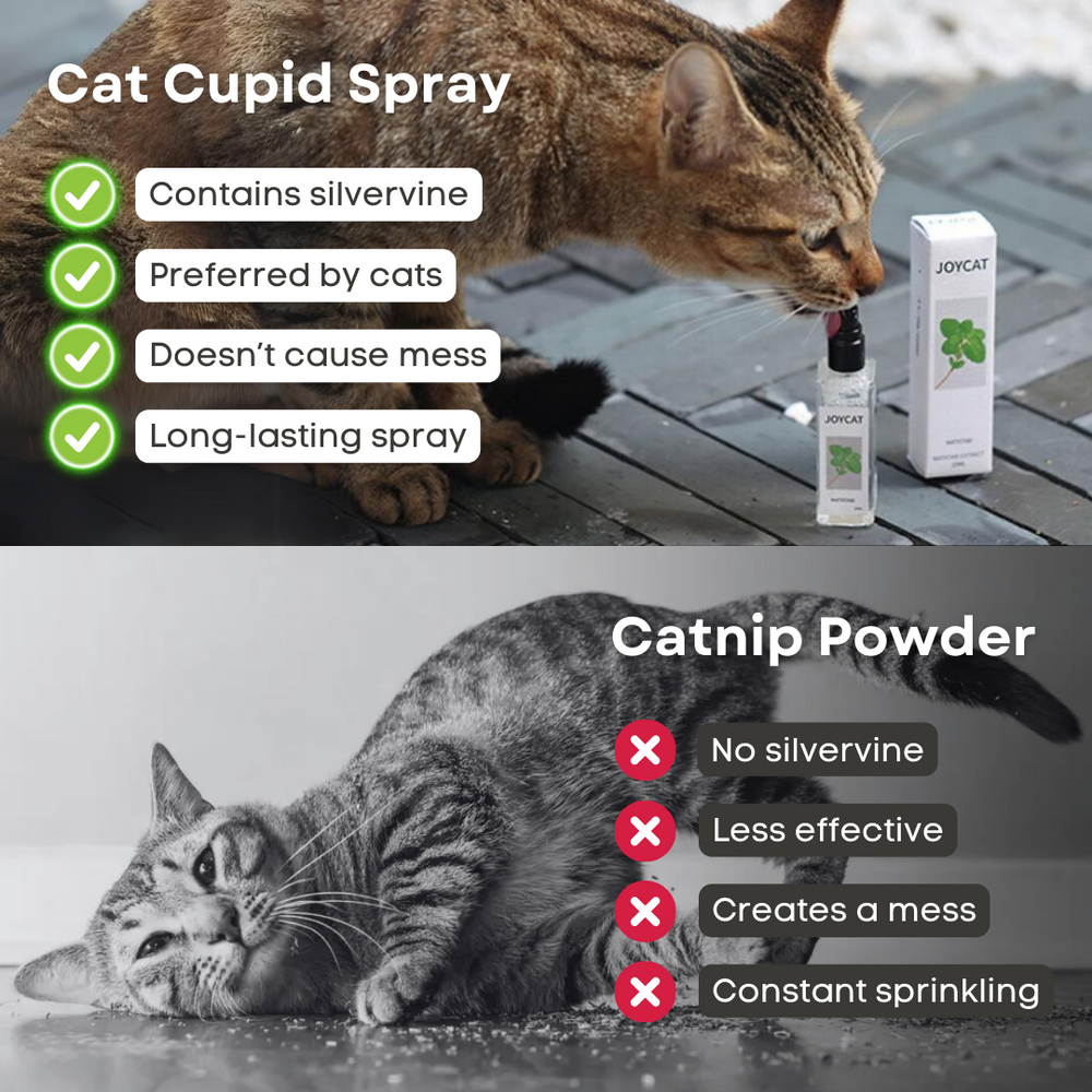 Catnip Cat Joy Spray - PetsLoveStory®