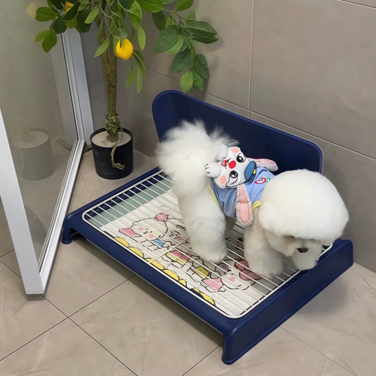 Dog toilet