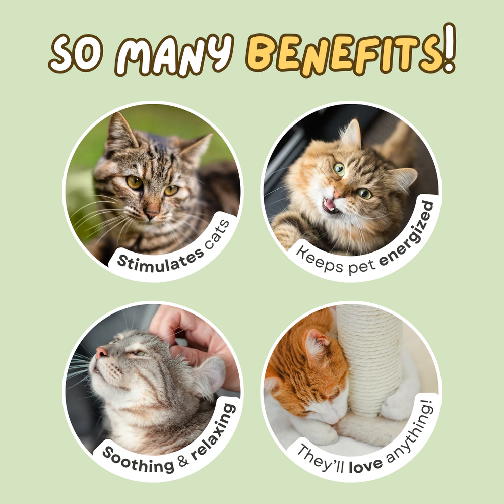 Catnip Cat Joy Spray - PetsLoveStory®