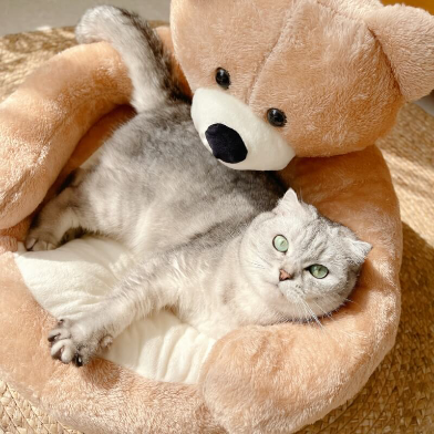 Teddy Bear Plush Pet Bed