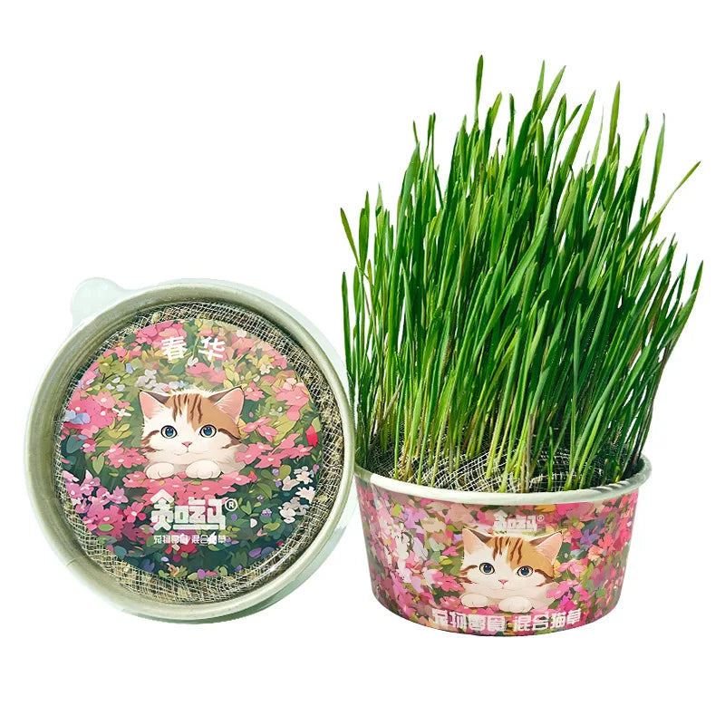 Organic Cat Grass - PetsLoveStory®